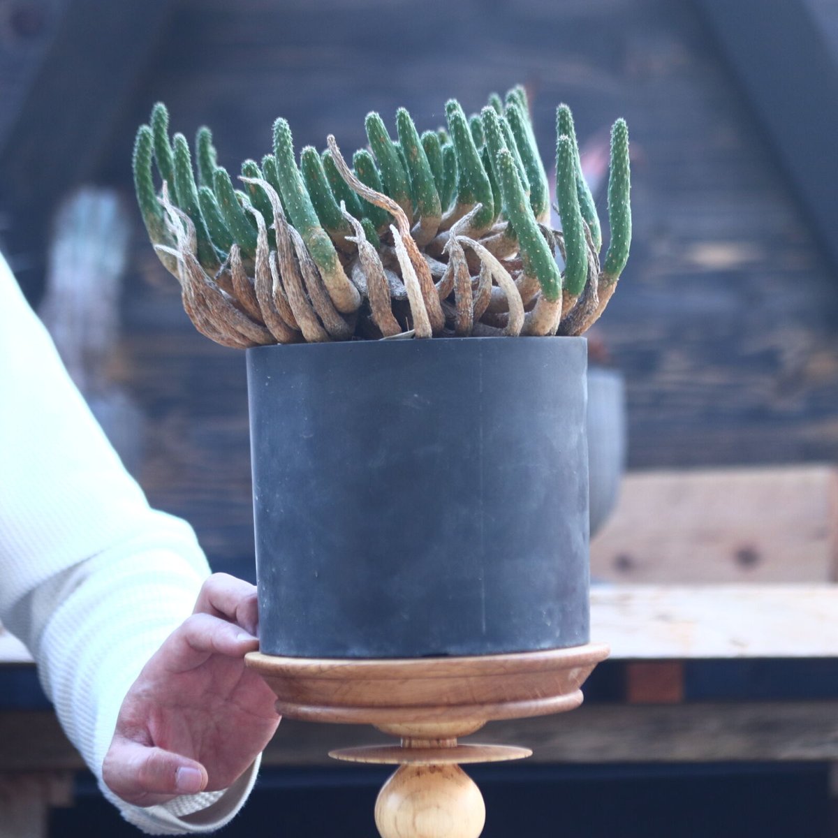 ユーフォルビア　エスクレンタ　現地球 ユーフォルビア エスクレンタ Euphorbia esculenta no.228