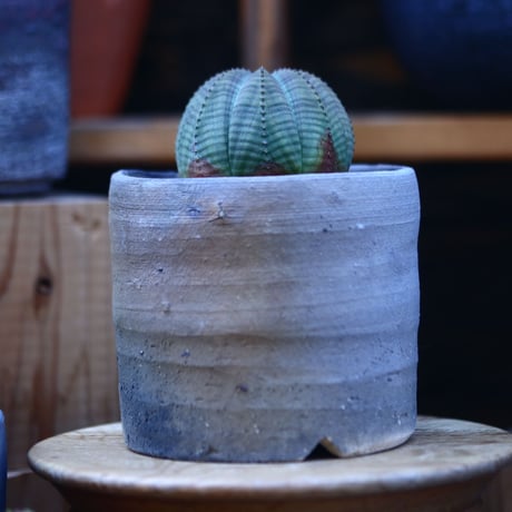 ユーフォルビア  オベサ／Euphorbia obesa    no.13009