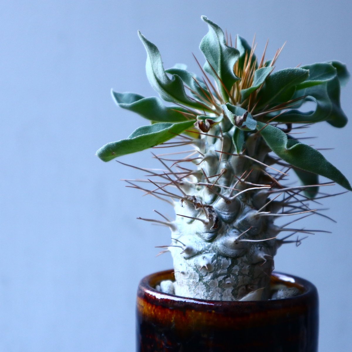 パキポディウム ナマクアナム 光堂 Pachypodium namaquanum n
