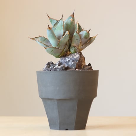 Agave Titanota Rancho Tambor × N/OH　no. 309-7