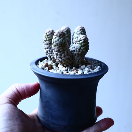 マミラリア    テレサエ    Mammillaria theresae   no.121505