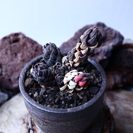 ハオルチア  鷹の爪    Haworthia reinwardtii    no.22318