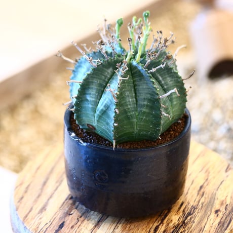 N/OH × Euphorbia valida   no.61816