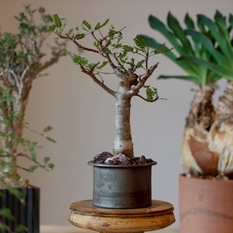 CATEGORY Caudex | 芽の巣山