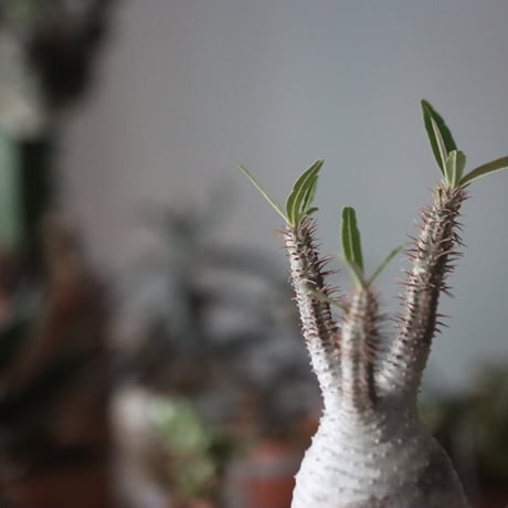 Pachypodium gracilius × Atsushi Funakushi   no.1115-33