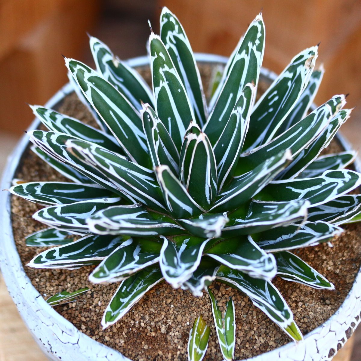 公式の限定商品 大株15cm☆Agave victoriae reginaeアガベ 笹の雪 輝山