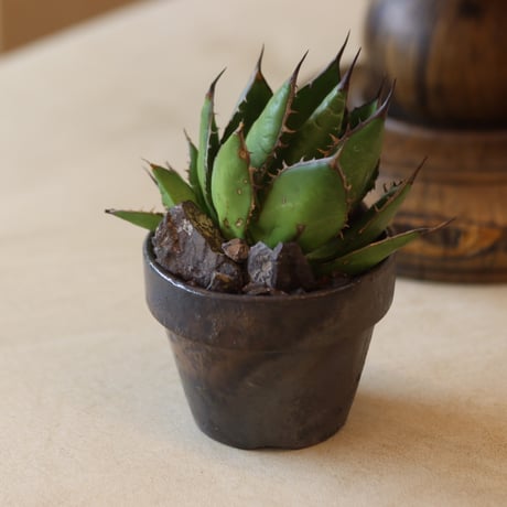 U.S.horrida / Style of Chika × YAMABACHI var.takero pot  no.131-14
