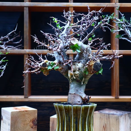 コミフォラ エミニー ／Commiphora eminii   no.52305