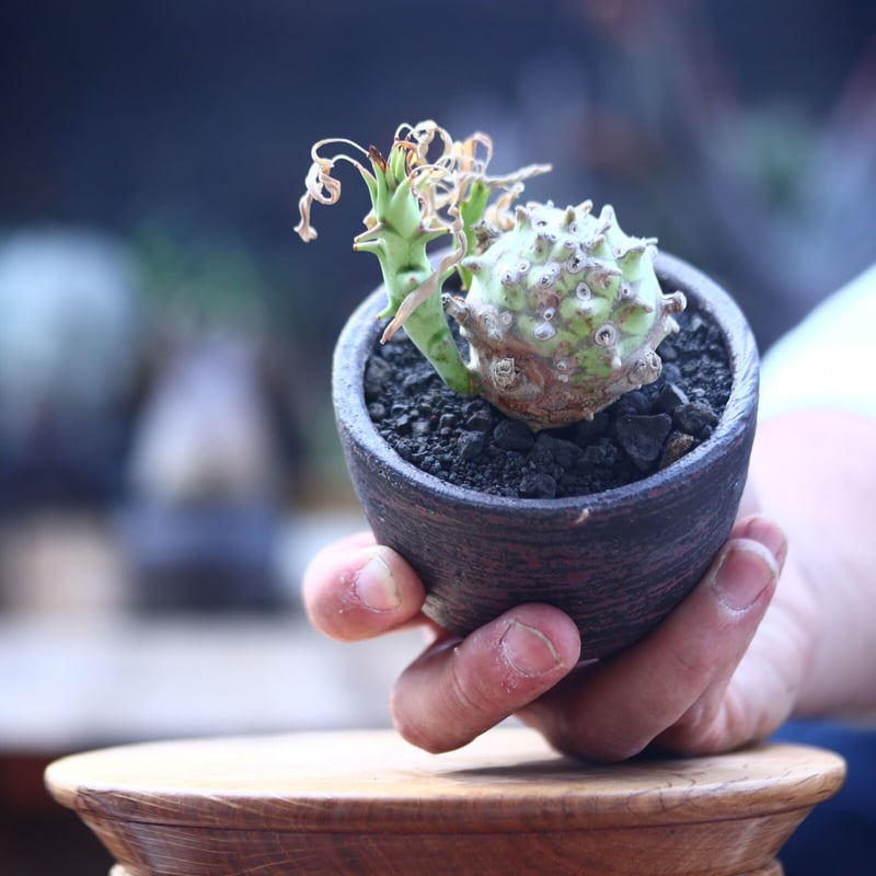 ユーフォルビア ロンギツベルクローサ Euphorbia longetuberculo