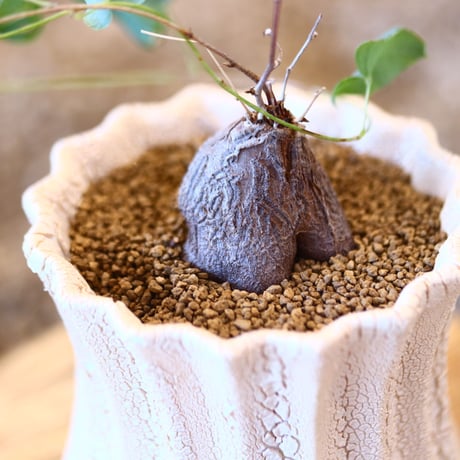 Dioscorea hemicryputa × soso   no.101509