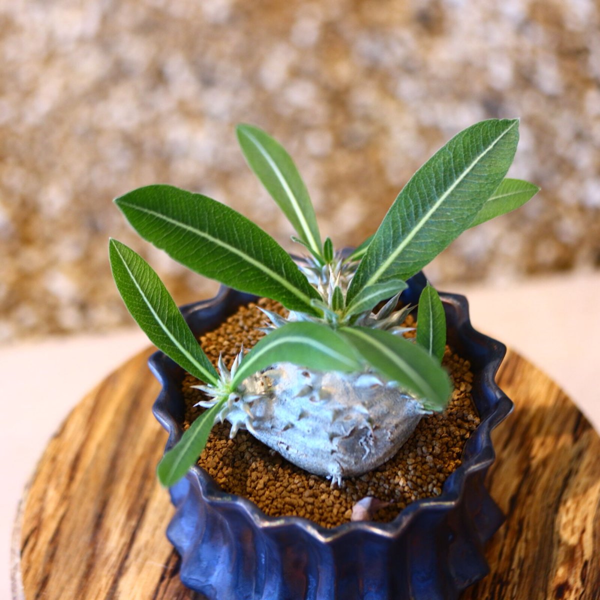 パキポディウム 恵比寿大黒 / Pachypodium Densicaule no.