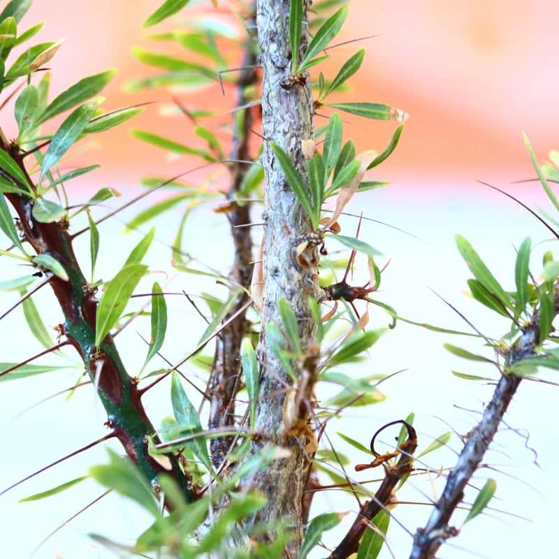 極太・良色　フォークイエリアプルプシー　Fouquieria purpusii フォークイエリア プルプシー / Fouquieria purpusii no.80616