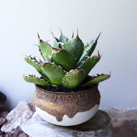 アガベ   チタノタ      Agave titanota   no.60243