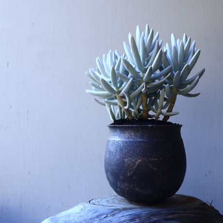 セネシオ  銀月     Senecio haworthii  no.11916
