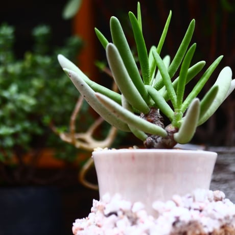 カランコエ ビッテリ／Kalanchoe bitteri   no.91245