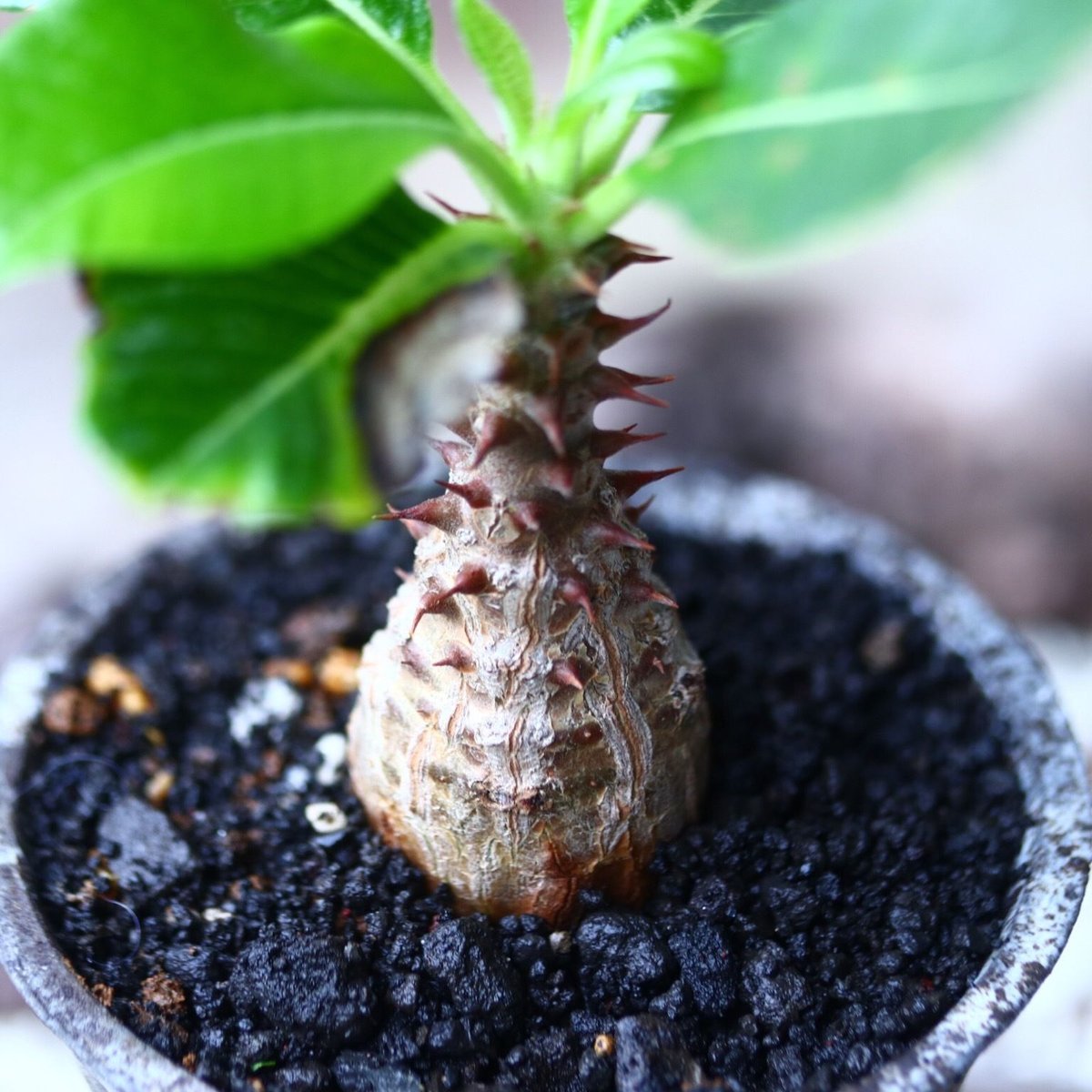 パキポディウム ウィンゾリー Pachypodium baronii var. wind