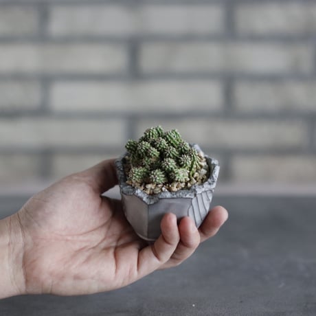 Euphorbia sepulta × N/OH (3号)  no.510/46