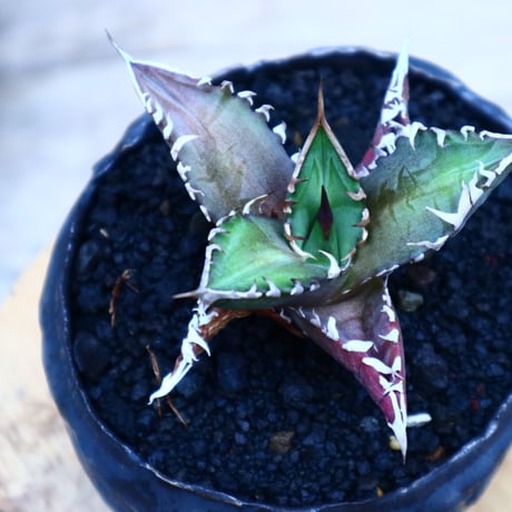 レッドキャットウィールズ | STORES