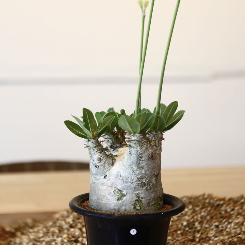 パキポディウム エブレネウム Pachypodium eburneum ⑤ パキポディウム エブレネウム 実生／Pachypodium eburneum no.5