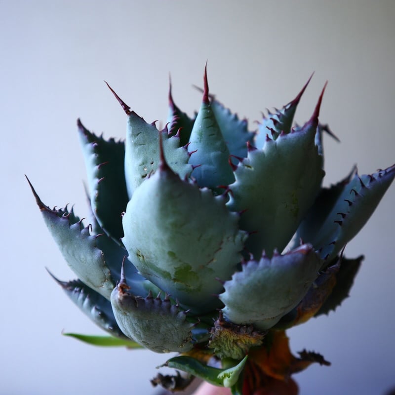 アガベ コンフェデレート ローズ Agave hybrid “Confederate Ro