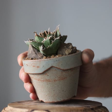 Agave titanota filigree Devil × YAMABACHI var. 中川智治  no.914-18