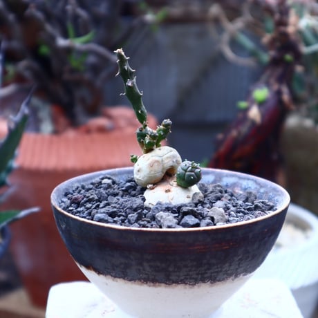 ユーフォルビア グロボーサ    Euphorbia globosa       no.42521