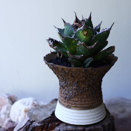 アガベ   チタノタ   FO-76   Agave titanota  "FO-76"  no.51904