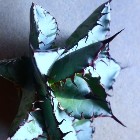 アガベ チタノタ　ブラック＆ブルー Agave titanota black&bule   no.20904