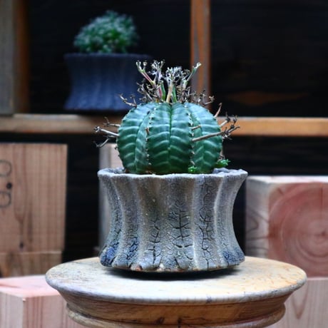 ユーフォルビア  バリダ／Euphorbia valida    no.73134