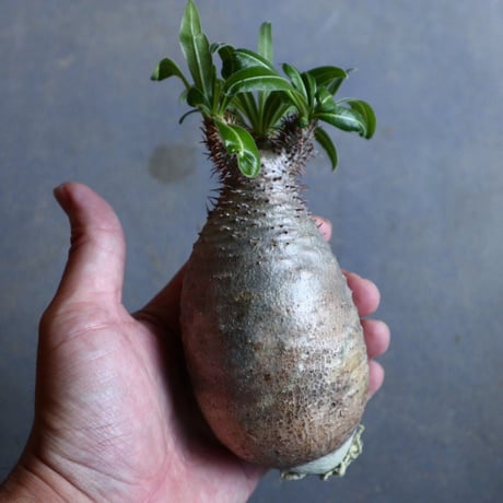 パキポディウム グラキリス   Pachypodium rosulatum var. gracilius no.110329