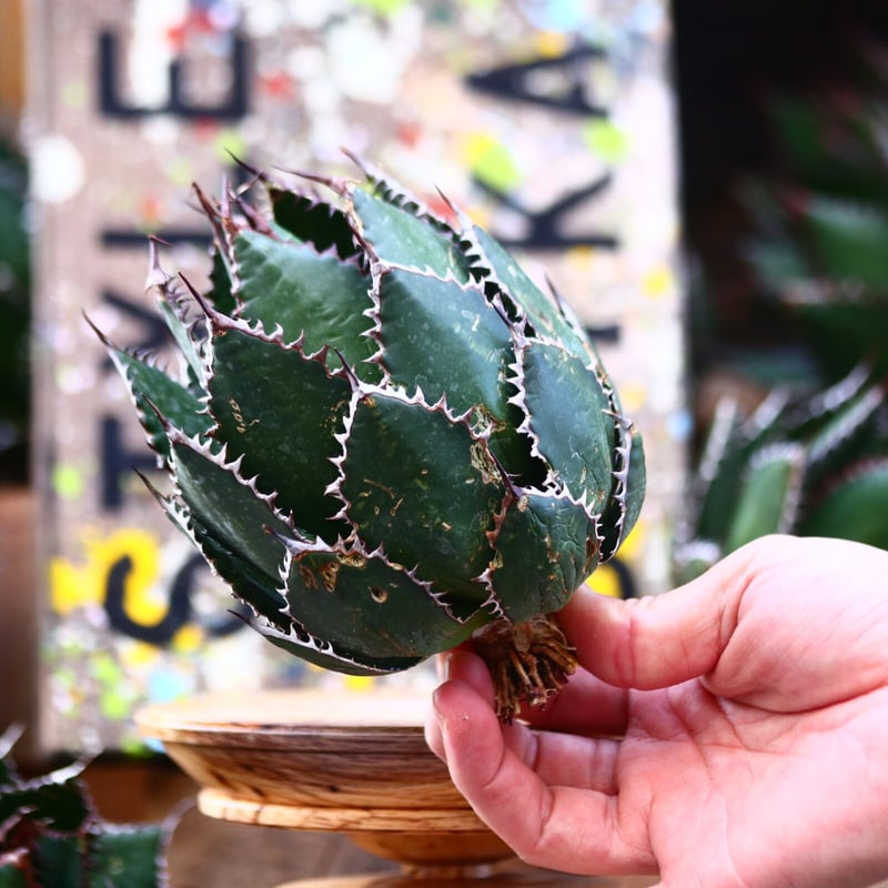 アガベ ホリダ／Agave horrida no.10317 | 芽の巣山