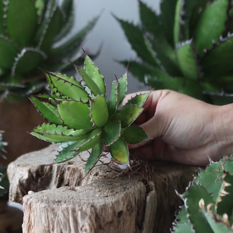 U.S. horrida (Agave horrida) / Style of Chika　no.1203-63