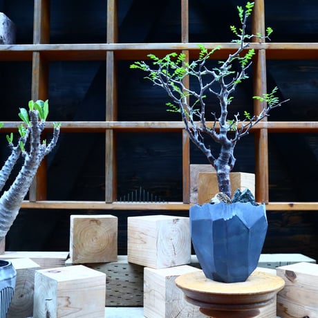 コミフォラ モンストローサ   Commiphora monstrosa   no.81541
