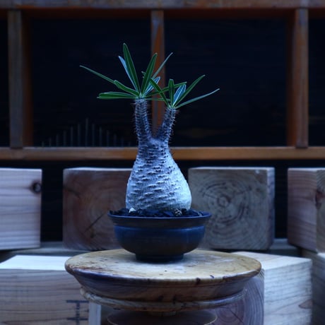 パキポディウム  グラキリス／Pachypodium  gracilius       no.62050