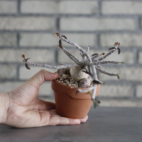 Euphorbia ambovombensis  × YAMABACHI (3号) no.607/31