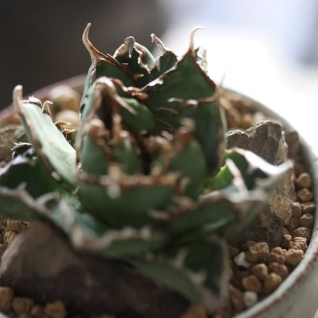 Agave titanota filigree Devil × YAMABACHI var. 中川智治  no.914-18