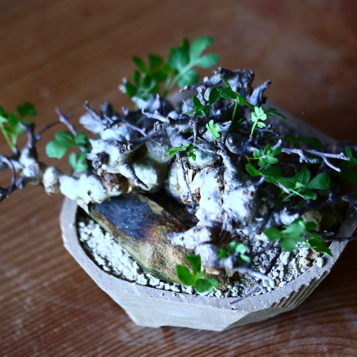 コミフォラ　sp エイル　5 最終セール コミフォラ sp エイル 3 isla del pescado - Commiphora sp. 'Eyl