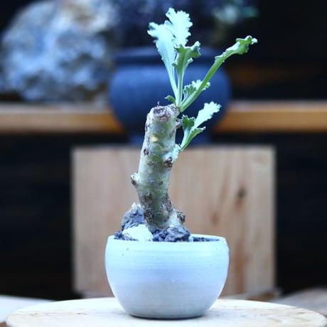 ペラルゴニム クリンガルドテンセ／Pelargonium Klinghardtense   　no.12311