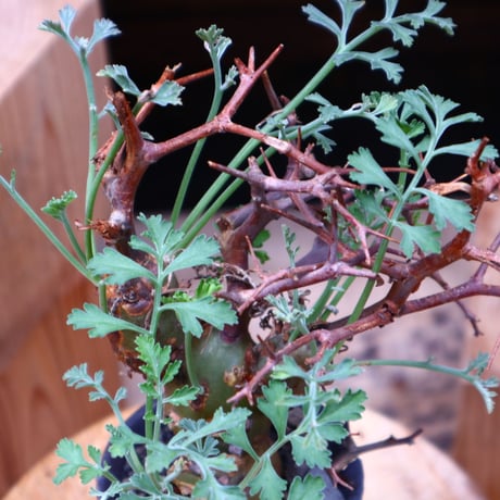 ペラルゴニウム  クリズミフォリウム／Pelargonium crithmifolium    no.42425