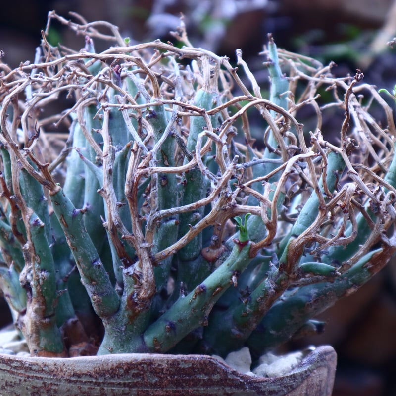 ユーフォルビア リグノーサ Euphorbia Lignosa no.42506 |