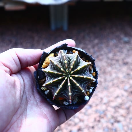 ギムノカリキウム   フィードリッフィーLB2178  Gymnocalycium friedrichii    no.41825