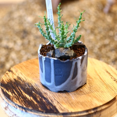 Euphorbia gorgonis × N/OH   no.11405