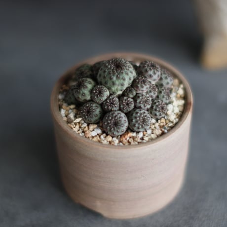 Sulcorebutia rauschii × 備前鉢3号 / BANKSIA WORKS   no.607-34