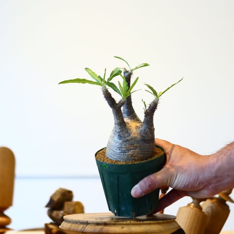 パキポディウム  グラキリス / Pachypodium  gracilius   no.52815