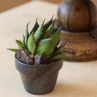 アガベ 兜蟹錦 抜苗 ④ Agave isthmensis Kabutogani va