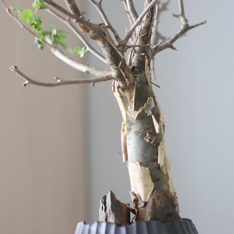 Bursera fagaroides × N/OH  no.51236