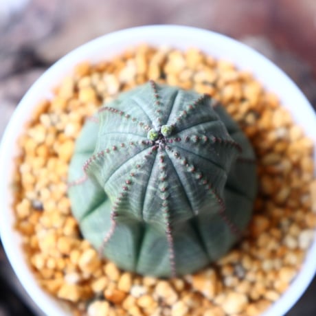ユーフォルビア  オベサ  Euphorbia obesa  no.102814