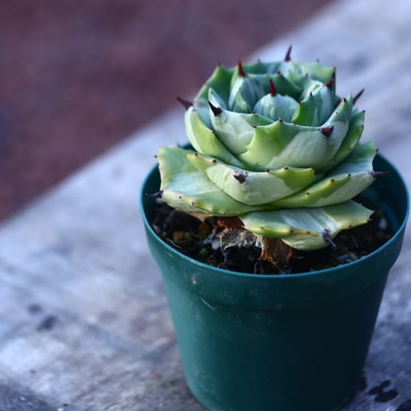 アガベ  王妃雷神白中斑   Agave isthmensis ‘Ohi Raijin’    no.21421
