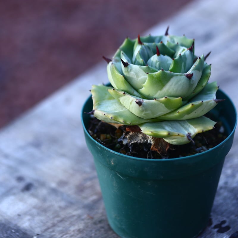 アガベ 王妃雷神白中斑 Agave isthmensis 'Ohi Raijin' アガベ 王妃雷神白中斑 Agave isthmensis 'Ohi Raijin'