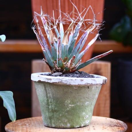 レウクテンベルギア  晃山／Leuchtenbergia principis  no.30626